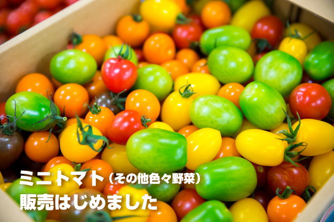 ミニトマトの全国販売はじめました